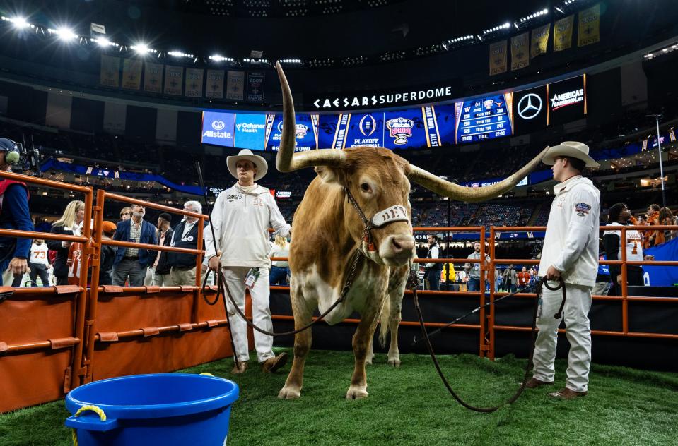 Texas mascot Bevo XV stands on the field of the Superdome ahead of Monday night's Sugar Bowl national semifinal between Texas and Washington in the Sugar Bowl. The winner will advance to next week's College Football Playoff championship game.