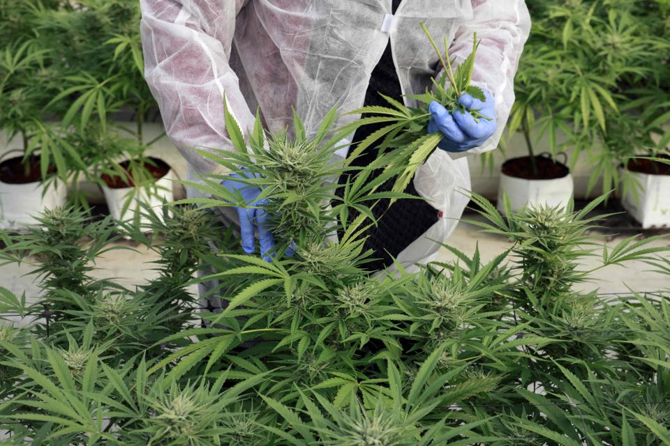 A worker checks plants at a greenhouse of Israeli company up B.O.L Pharma, which makes medical cannabis products, near Moshav Yad Binyamin in southern Israel on Feb. 1, 2022.