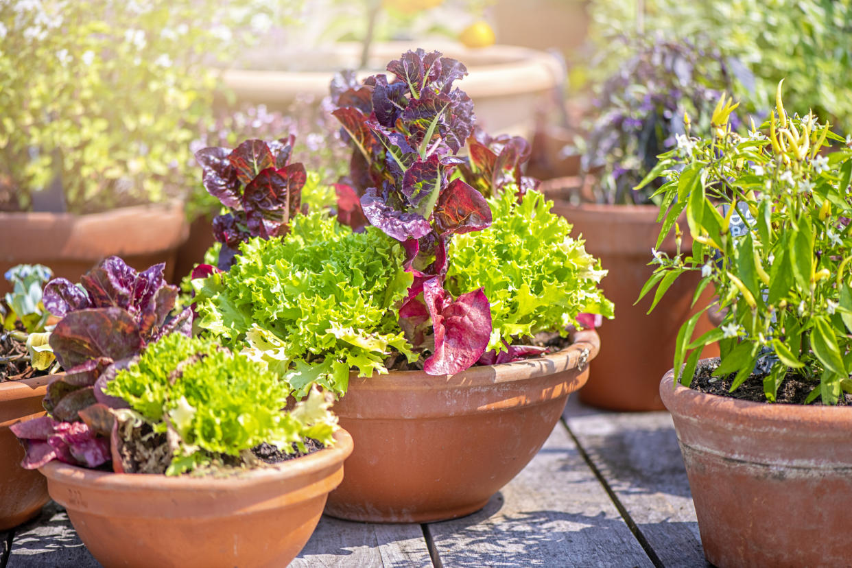  Salad leaves growing in containers. 