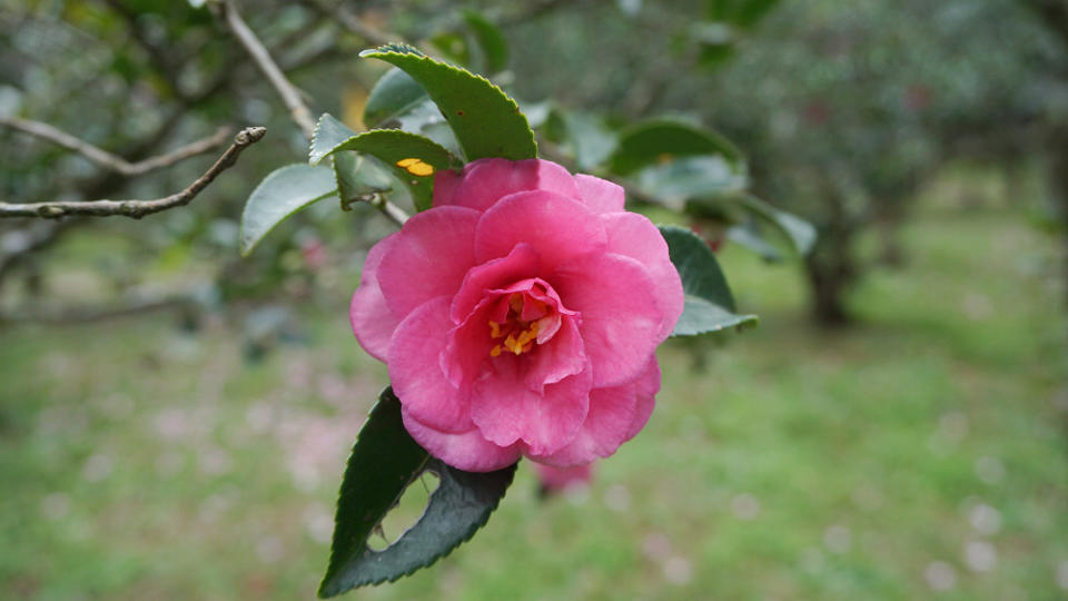 茶梅八重梅(圖片來源：台北市政府工務局公園處)