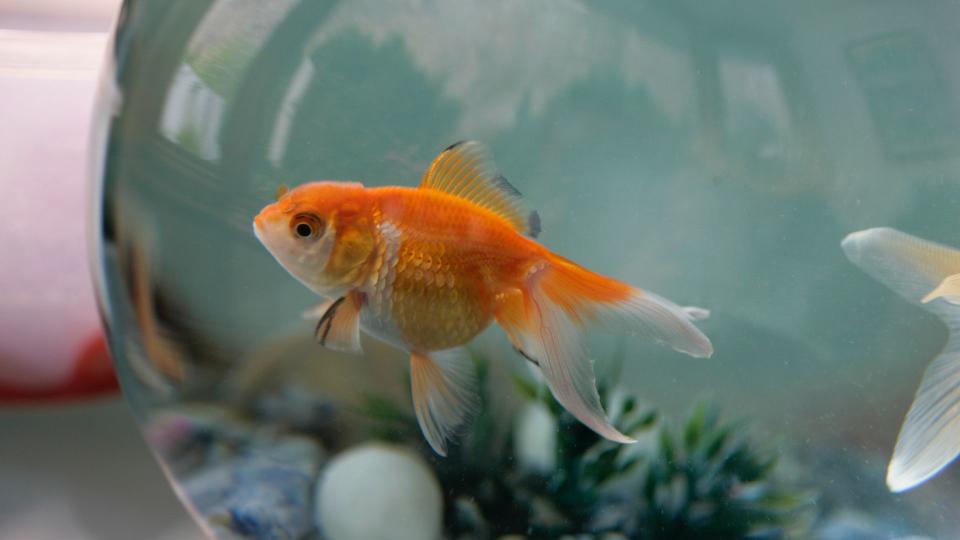 Gold fish in fish tank — best small pets