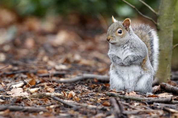 Police searching for squirrel slasher