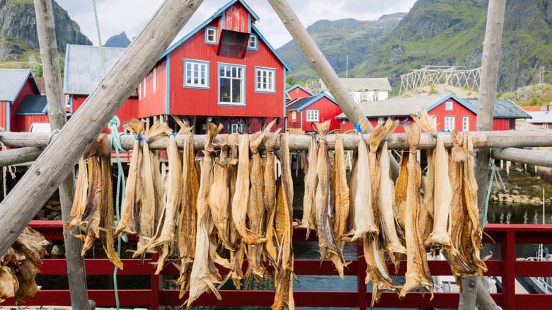 Tørrfisk hanging to dry