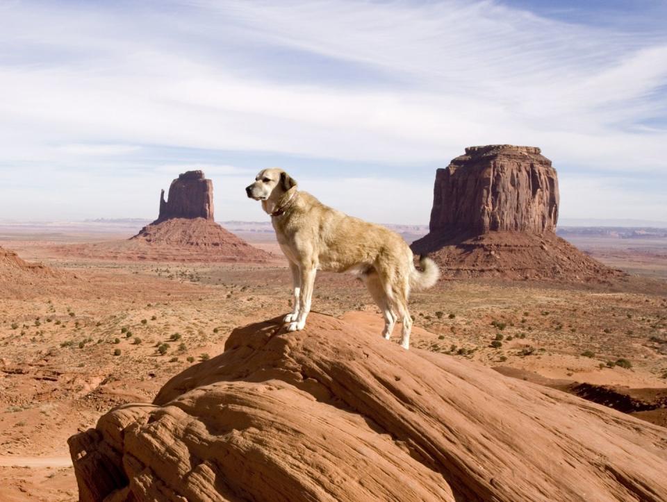 anatolian shepherd