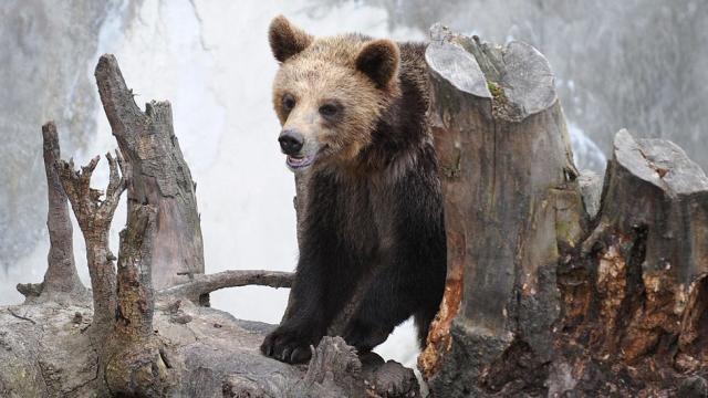 Grizzly bear that killed woman weeks ago euthanized after recently