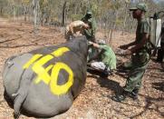 A Zimbabwe park ranger cools the body of a white female rhino named Kuda as she is dehorned by the Animal and Wildlife Area Research and Rehabilitation (AWARE) at Lake Chivero Recreational Park in Norton, Zimbabwe August 25, 2016. REUTERS/Philimon Bulawayo