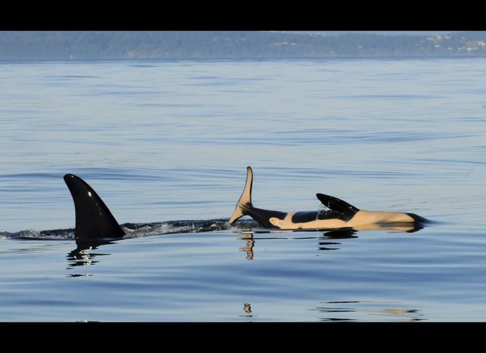 In this July 6, 2011 photo provided by the Center for Whale Research, K-44, right, a newborn male orca whale, is shown swimming with his mother, K-27, near Friday Harbor in the San Juan Islands. (AP Photo/Center for Whale Research, Astrid van Ginneken)