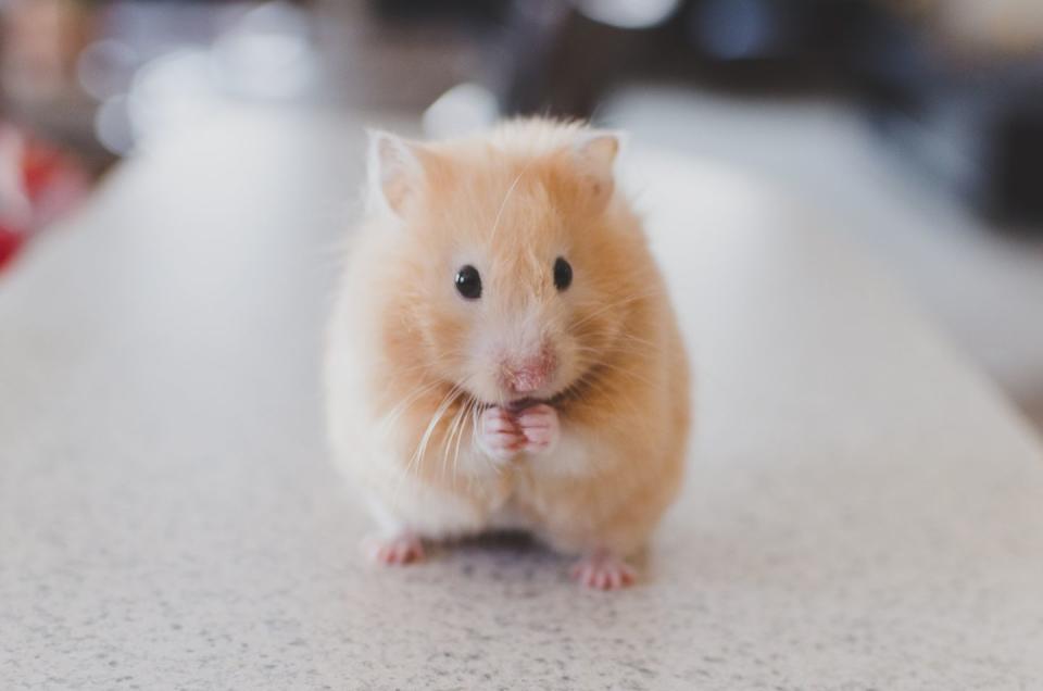 1) Hamster