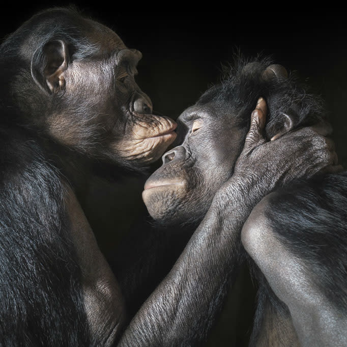 Despite the appearance, this is not a sensual kiss between two bonobos, writes Blackwell. “This puckering up is nonsexual, a gesture between two females, Diatou and Cheka, engaged in friendly and helpful grooming.” <a href="http://www.timflach.com/" rel="nofollow noopener" target="_blank" data-ylk="slk:(Photo by Tim Flach);elm:context_link;itc:0;sec:content-canvas" class="link ">(Photo by Tim Flach)</a>