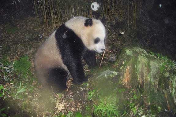 This image shows a giant panda in the Wang Lang Natural Reserve in Sichuan province, southwestern China. It was captured by a camera trap set up by the World Wildlife Fund and its local partners as part of an effort to obtain footage of endange