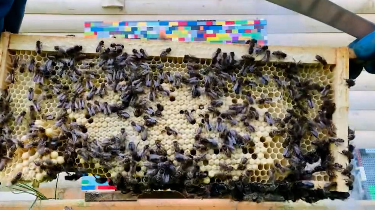 Beekeeper shows bees thriving in beehive made of Legos