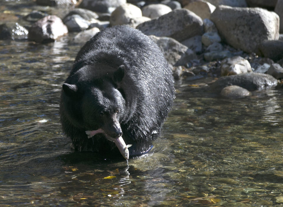 FILE - In this Oct. 24, 2017, file photo, a Black Bear eats a Kokanee salmon it caught in the Taylor Creek in South Lake Tahoe, Calif. The Nevada Supreme Court says social media comments posted by bear protection activists at Lake Tahoe referring to a longtime state wildlife biologist as a murderer constitute "good faith communications" protected as free speech. The Reno Gazette Journal reports the recent opinion doesn't end a lawsuit that continues in Washoe County District Court. But it settles a key legal question in the dispute between Carl Lackey, a Nevada Department of Wildlife biologist, and Carolyn Stark, who administers a Facebook page that posts criticism of the state’s bear control tactics, according to the Reno Gazette Journal. (AP Photo/Rich Pedroncelli, File)