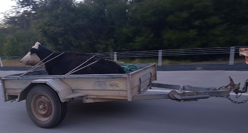 Police said the cow that had previously been in the trailer was found deceased on the property. Source: Rural Crime – NSW Police Force/ Facebook