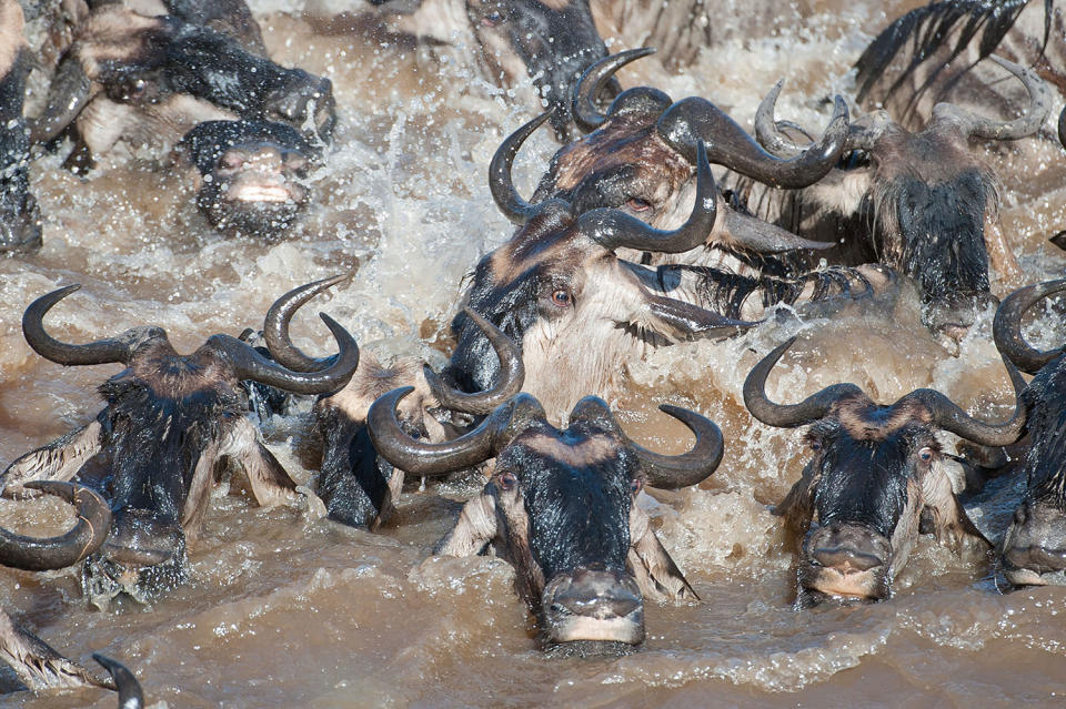 Herding home: Wildebeest photographed in mass migration