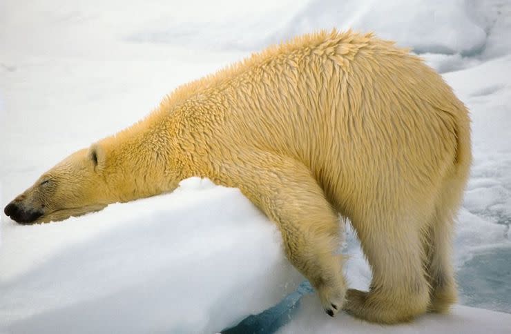 Les photos les plus drôles d’animaux