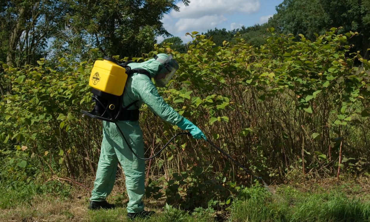 <span>An eradication expert spraying knotweed in Suffolk.</span><span>Photograph: Brian Harris/Alamy</span>
