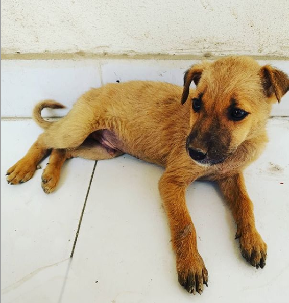 El pequeño fue adoptado por su héroe y se llama Lifted. Foto: Instagram.com/themilindraj