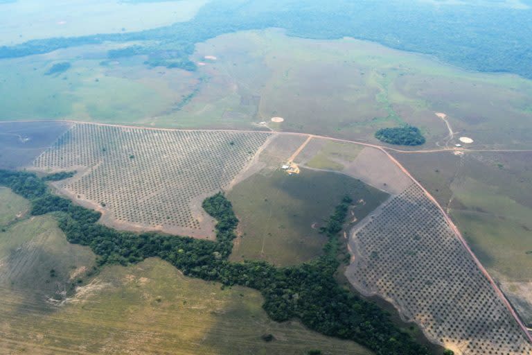 Cultivos de palma ilegal rodean el resguardo indígena Nukak. Foto: Fundación para la Conservación y el Desarrollo Sostenible (FCDS).