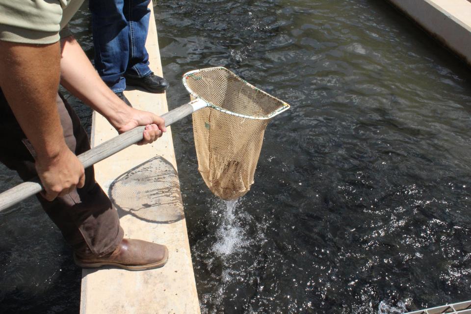 Trout are pulled from an outdoor raceway at Alchesay National Fish Hatchery, where they are hatched and prepared for stocking.