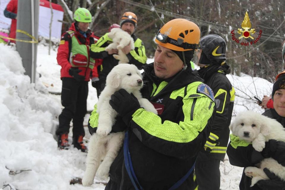 Firefighters hold three puppies that were found alive in the rubble of the avalanche-hit Hotel Rigopiano (AP)