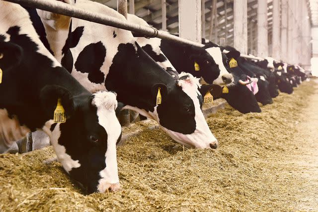 Getty Stock image of cows