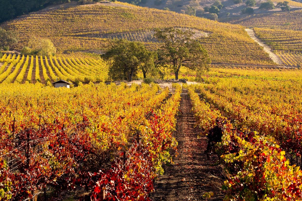 Napa Valley vineyards in autumn