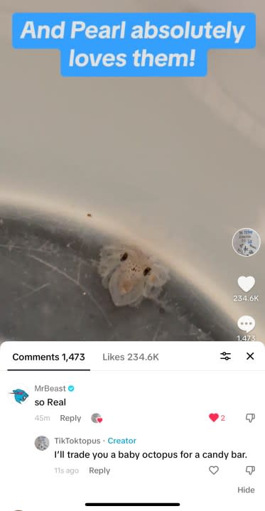 This undated photo taken by Cameron Clifford of his Tik Tok posting, shows a baby octopus hatched from Terrance, the pet octopus his son Cal adopted at their home in Edmond, Okla. The family soon learned that Terrance was female as she laid 50 eggs that later hatched, with nearly half of them surviving. Although female octopuses usually die soon after laying their eggs, Terrance is still alive four months later. (Cameron Clifford via AP)