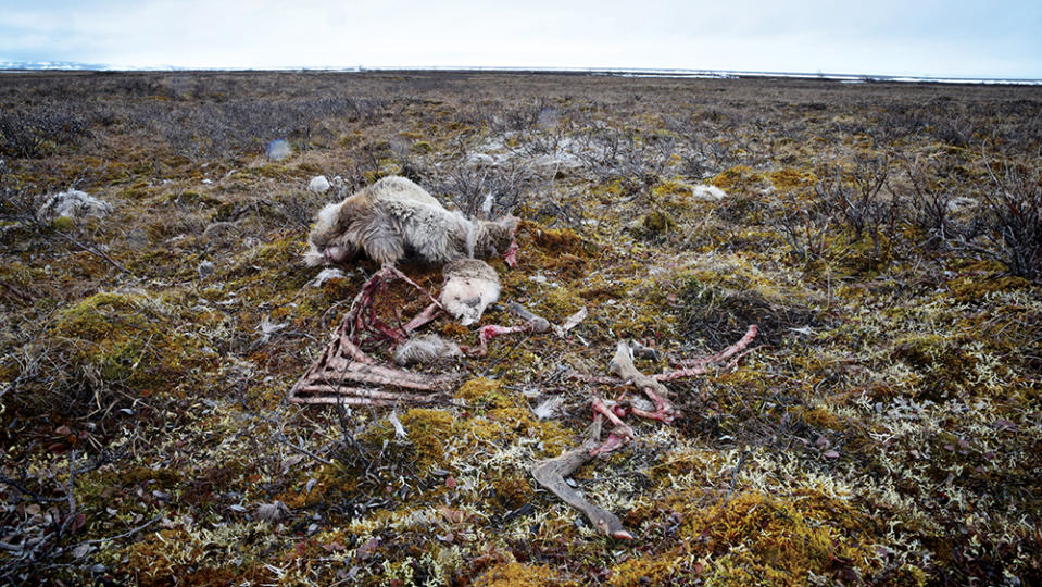 The remains of a grizzly kill at Kavik River Camp. - Credit: Josh Condon