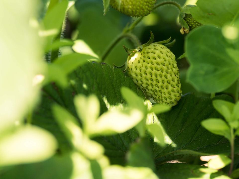 A green, unripe strawberry hangs in the shade of its leaves with dappled sunlight streaming through.