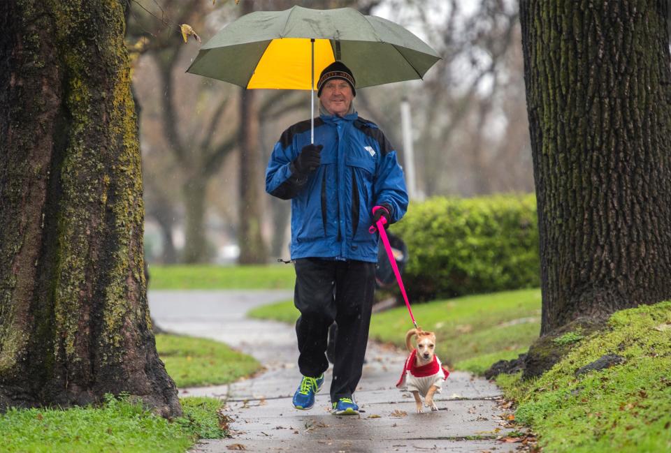 Mark Ulm of Stockton walks his 1-year-old Jack Russell terrier-mix Tana in the rain down Yale Avenue near Argonne Drive in Stockton. 