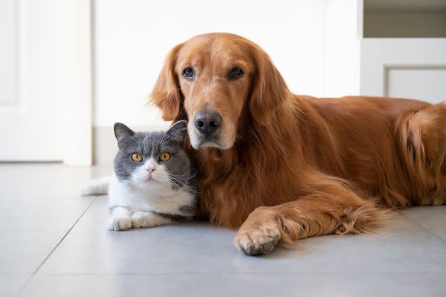 These are the most important questions to ask a prospective pet sitter.  (Photo: eastonchen123 / 500px via Getty Images)