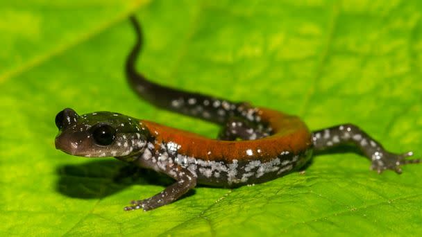 PHOTO: A close up of a Yonahlossee Salamander, a species of lungless salamander. (STOCK PHOTO/Getty Images)