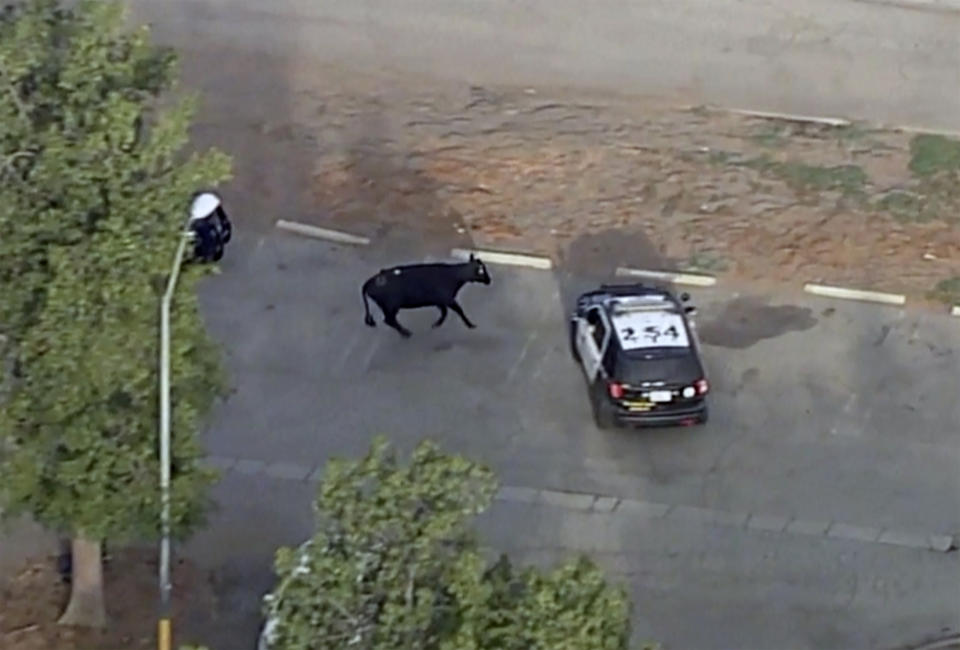 This aerial video still image provided by KABC-7 shows a cow and police car in the Whittier Narrows recreation area in South El Monte, Calif., on Thursday, June 24, 2021. The missing cow that was part of a herd of cattle that slipped out of a local slaughterhouse earlier in the week resurfaced on Thursday. (KABC-7 via AP)