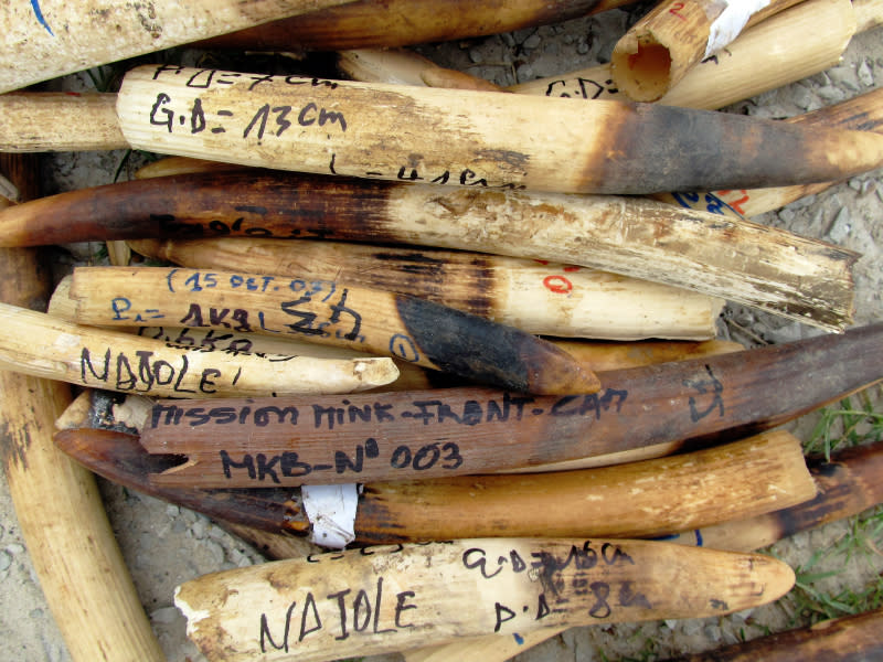 Poached ivory elephant tusks confiscated by anti-poaching patrols, Gabon, Africa