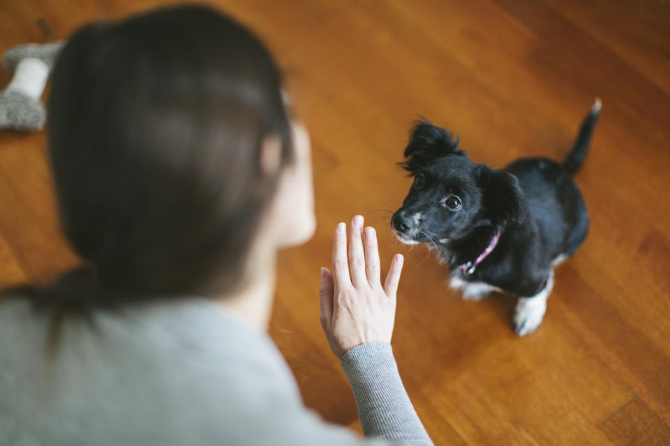 寵物行為訓練可以建立飼主與毛孩間的溝通管道，矯正毛孩吠叫、暴衝、啃咬或隨地大小便等行為。示意圖來源：Getty Images