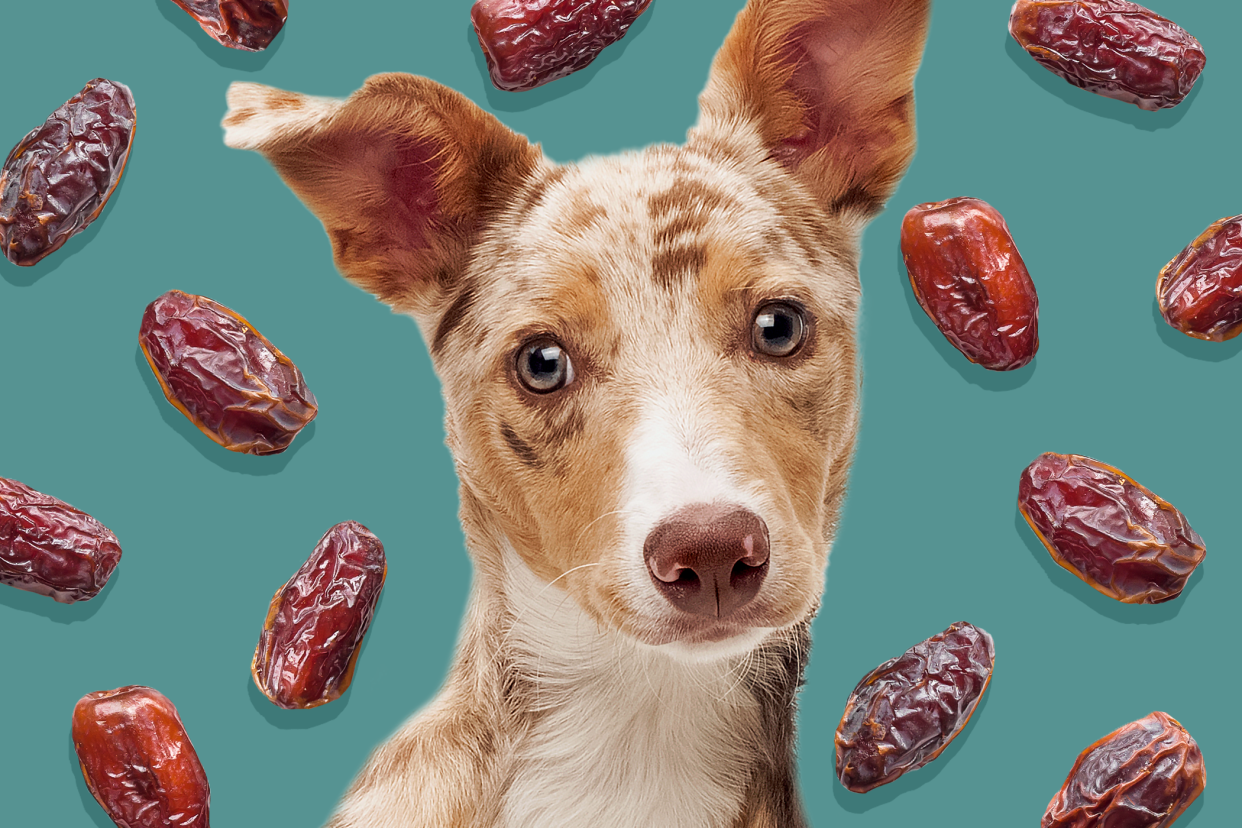 dog with a background pattern of dates; can dogs eat grapes