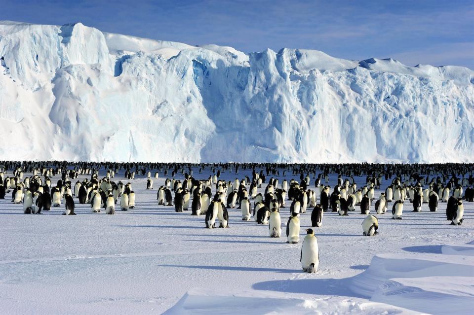 Emperor penguins need sea ice to breed. In four out of five breeding sites in one region of sea ice loss, no chicks survived. Pat James/Australian Antarctic Division, <a href="http://creativecommons.org/licenses/by-sa/4.0/" rel="nofollow noopener" target="_blank" data-ylk="slk:CC BY-SA;elm:context_link;itc:0;sec:content-canvas" class="link ">CC BY-SA</a>