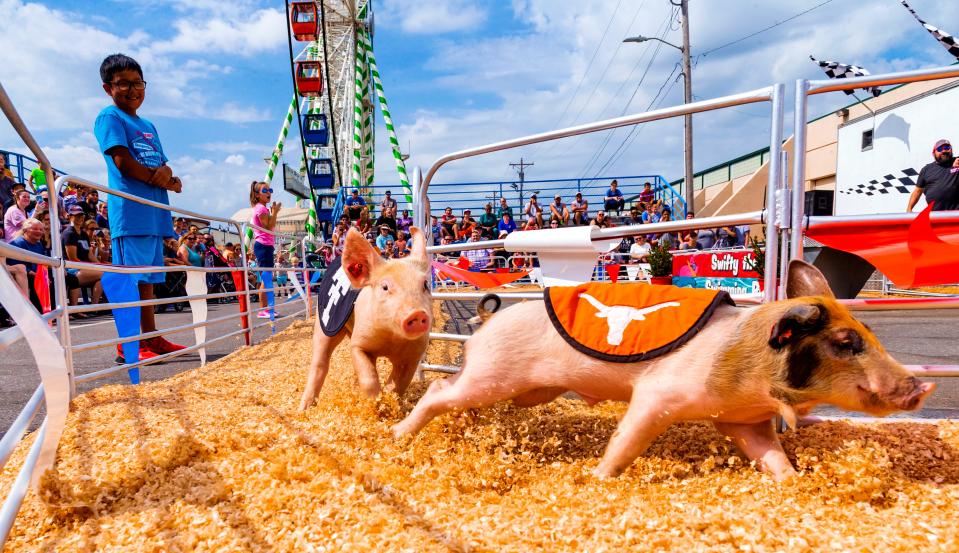 Baby pigs run around a track during a previous year's pig races on the opening day of the Oklahoma State Fair.