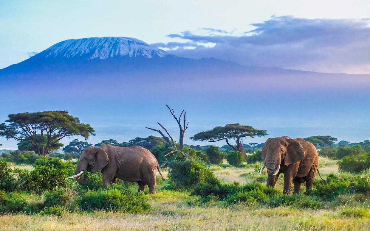 Tanzania is known for its wealth of safari options - istock