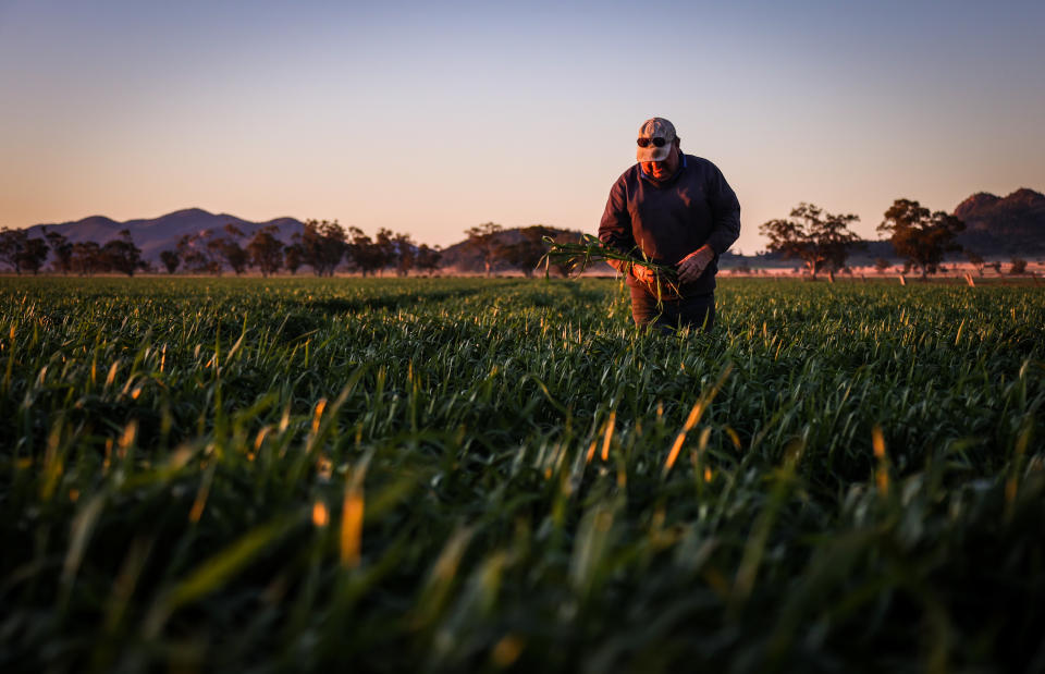 GUNNEDAH, AUSTRALIA - AUGUST 25: A farmer checks his wheat crop as it grows in a paddock on his property near Gunnedah, New South Wales, on August 25, 2020 in Australia.    (Photo by David Gray/Getty Images)