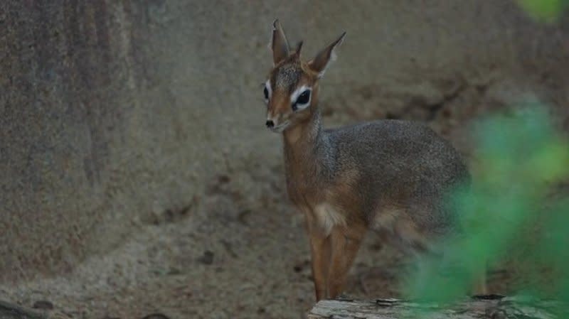 The San Diego Zoo announced the birth of a baby dik-dik, the world's smallest species of antelope. Photo courtesy of the San Diego Zoo