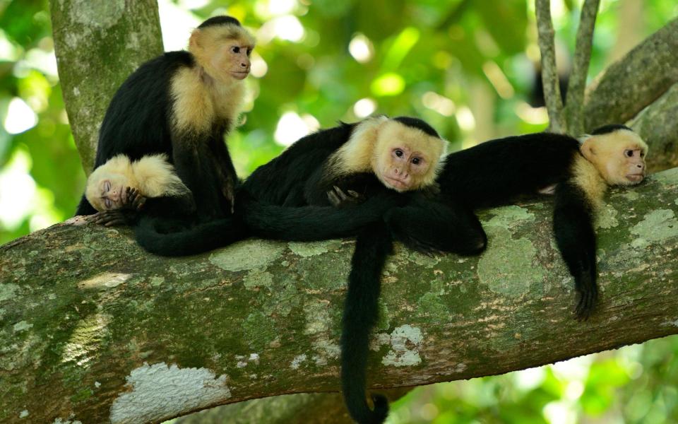 capuchins - Almay