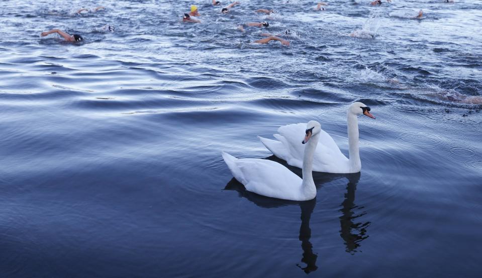 Swans swim past while swimmers race the Serpentine river on Christmas Day in Hyde Park, central London December 25, 2013. For over 100 years, swimmers have taken part in the Christmas Day "Peter Pan" swim in the Serpentine. REUTERS/Suzanne Plunkett (BRITAIN - Tags: SOCIETY SPORT SWIMMING ANIMALS)