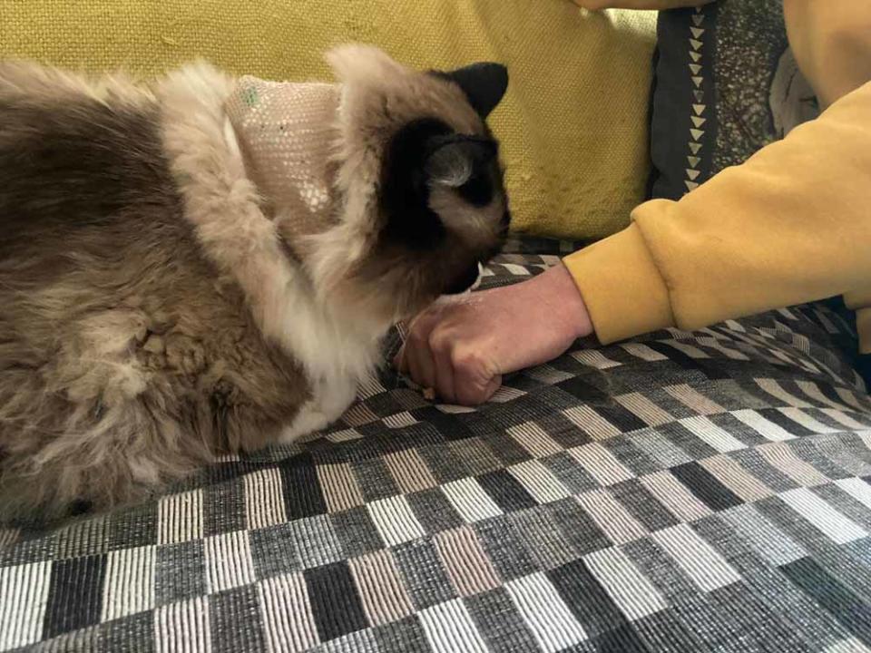 Bruce finally started to eat food from Catherine’s hand in early January (Collect/PA Real Life).