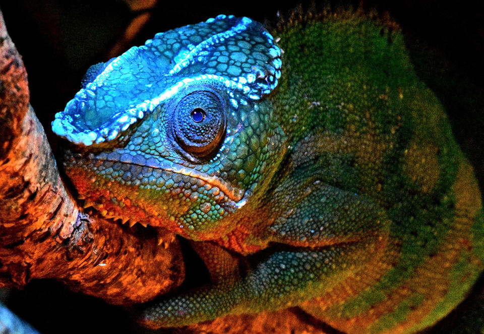 A panther chameleon (<i>Furcifer pardalis</i>) from Madagascar puts its best face forward. <cite>David Prötzel (ZSM/LMU)</cite>