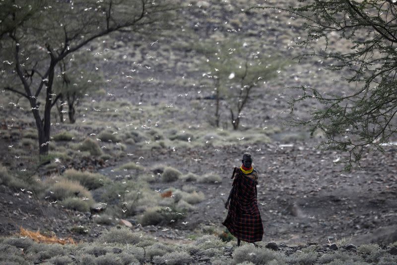 A Turkana man walks through a locust swarm near the town of Lodwar, Turkana county