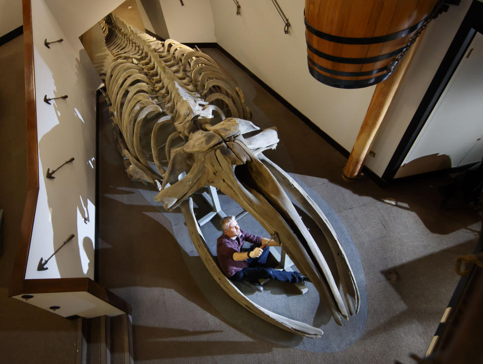 RETRANSMITTING CORRECTING THE INFORMATION ABOUT THE PROJECT FUNDING. Conservator Nigel Larkin begins work to dismantle a 40ft juvenile North Atlantic whale skeleton, the largest artefact within the Hull Maritime Museum's collection. (Photo by Danny Lawson/PA Images via Getty Images)