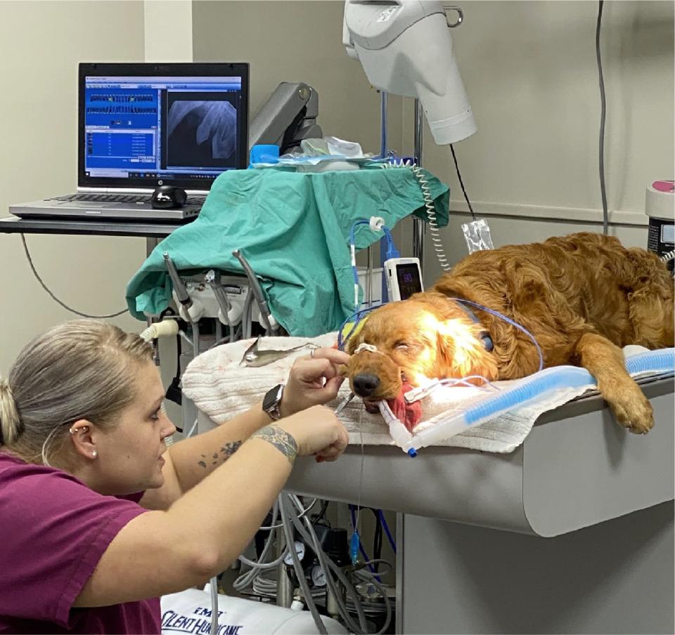 While some pet health issues require office visits, many can be resolved without causing distress to the animal. A pair of proposed bills before the Florida Legislature would expand access to veterinary telemedicine.