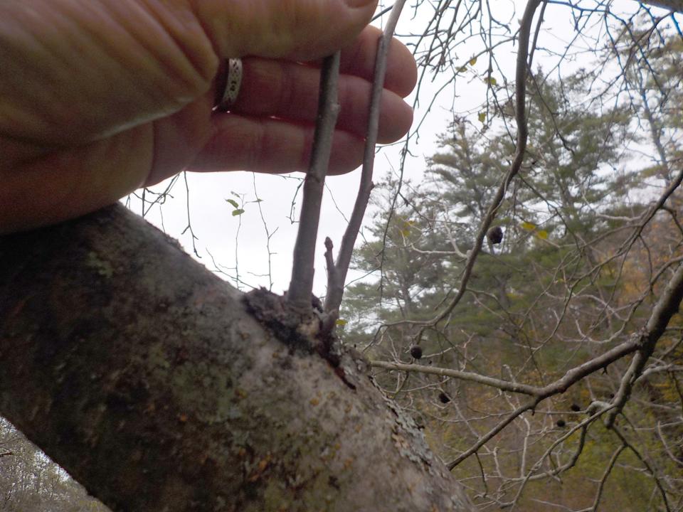 Cut off little watersprouts, the thin branches that shoot straight up, since they clutter the tree.