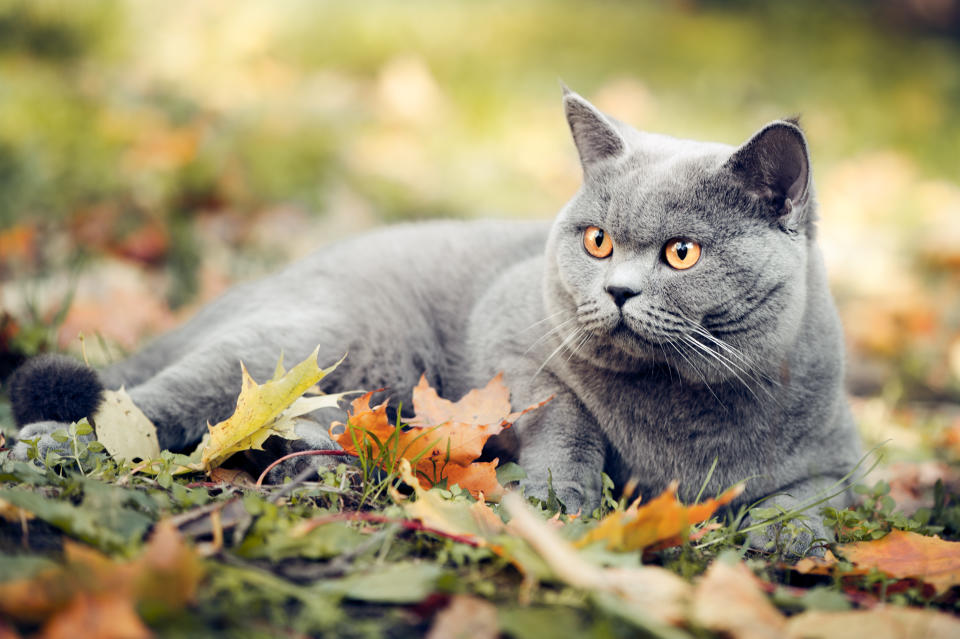 British Shorthair (Getty Images)